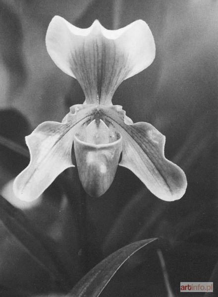 OBRĄPALSKA Fortunata | Paphiopedilum, lata 50-te XX w.