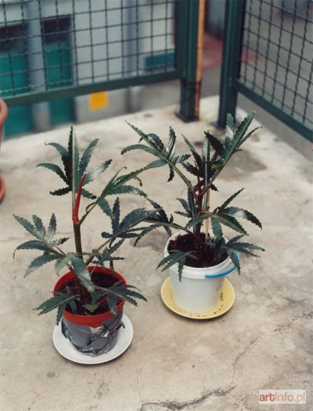 DAWICKI Oskar | Cannabis Polonica Legalis - Olim Ficus Elastica Robusta, 2004