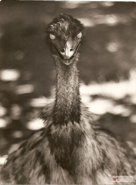 STROJNY Władysław | Kondor, Wrocław, ZOO, 23.06. 1967