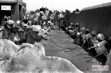 PRAŻUCH Wiesław | Targ zwierząt w Omdurmanie (Sudan), 1962