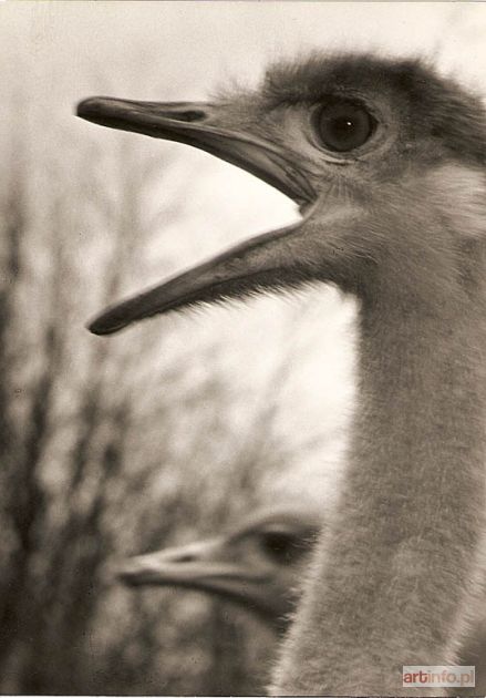 STROJNY Władysław | Strusie, Wrocław, ZOO, 3.4. 1958