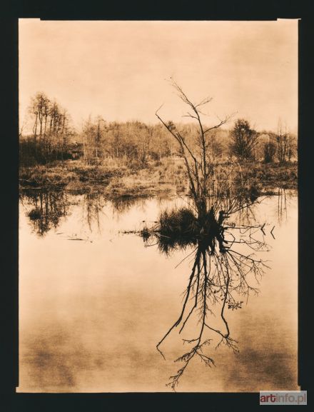 URBAŃSKI Robert | Kampinos Forest. Narty (Józefów)