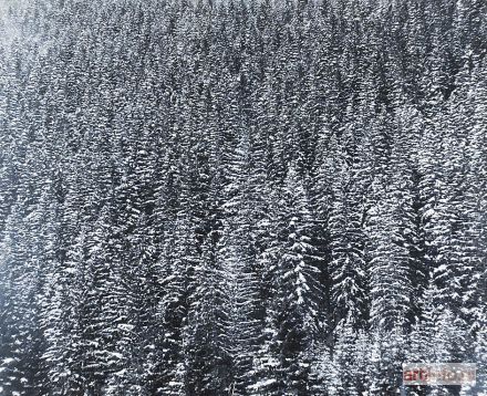 WESELIK Jan | Tatry - Las na zboczu gór
