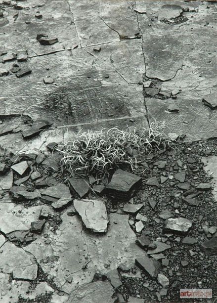 WOJCIECHOWSKI Krzysztof P. | Woodstock, NY, 1972