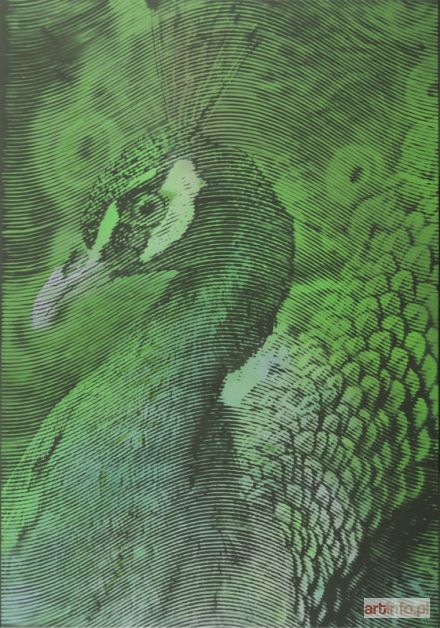 KMIECIK Kamil | Olympeacock IV, 2016 r.