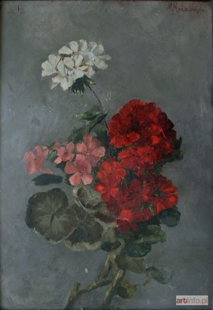 KOŹNIEWSKA Maria | Pelargonie