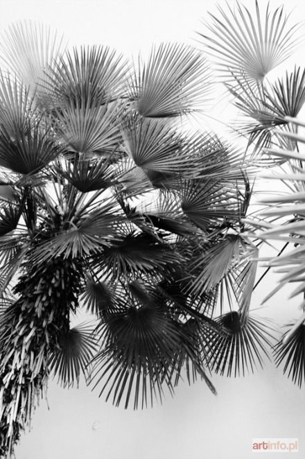 ZACHARSKI Kamil | plants, 2012